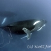 whale_humpback_h_00292_dom3694.jpg